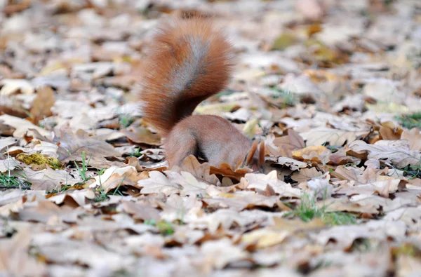 Eichhörnchen — Stockfoto