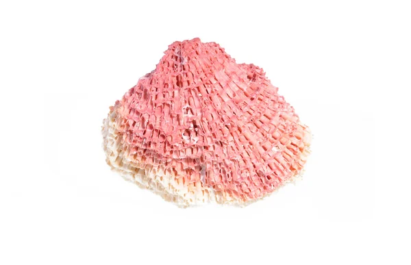 Незаконный сувенир - кусочек Tubiporidae с кораллового рифа — стоковое фото