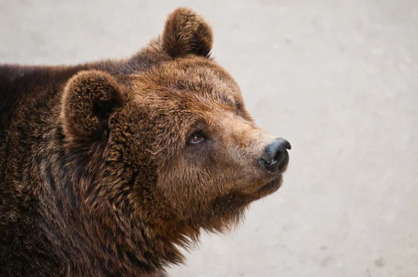 O urso marrom — Fotografia de Stock