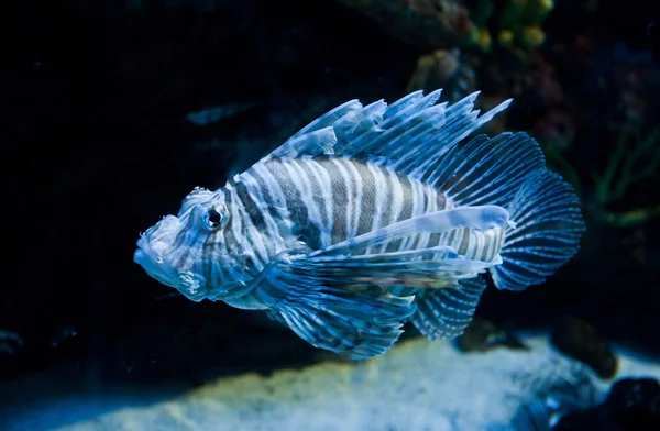 Lionfish — Stock Photo, Image