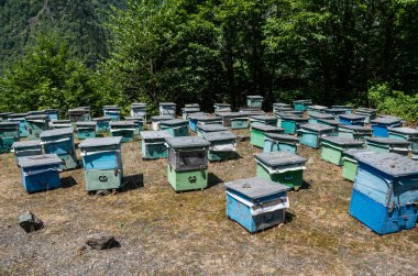 bee yard in Georgia clipart
