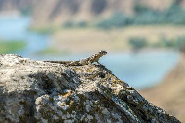 lizard in Uplistsikhe rock town clipart