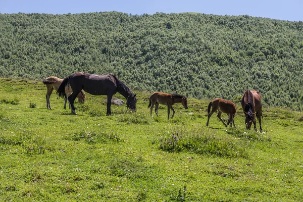 Ushguli em Geórgia — Fotografia de Stock