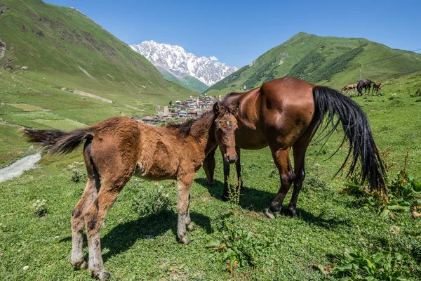 在佐治亚州的 Ushguli — 图库照片