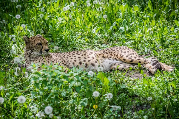 Cheetah på gräs — Stockfoto