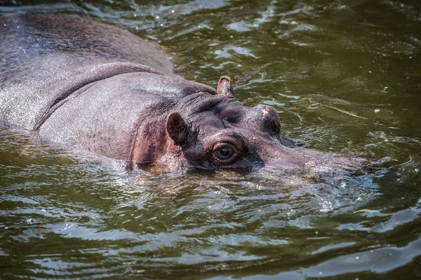 Hipopótamo en agua — Foto de Stock