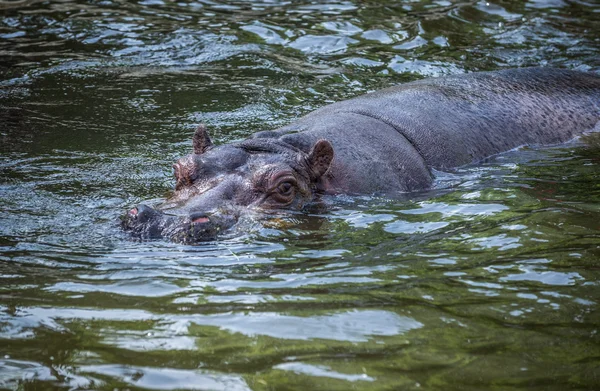 Hipopótamo en agua —  Fotos de Stock