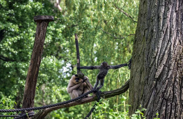 Jong en oud aap — Stockfoto