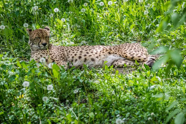 Cheetah på gräs — Stockfoto