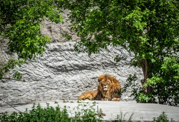 Lion sur le rocher — Photo