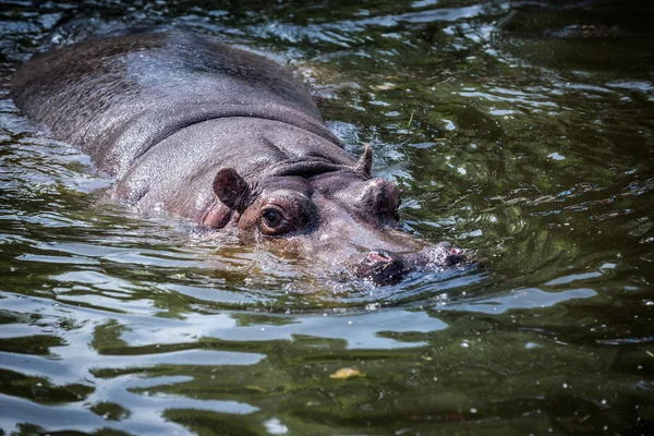 Hroch ve vodě — Stock fotografie