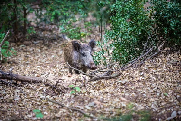 Boar in forest — Stock Photo, Image