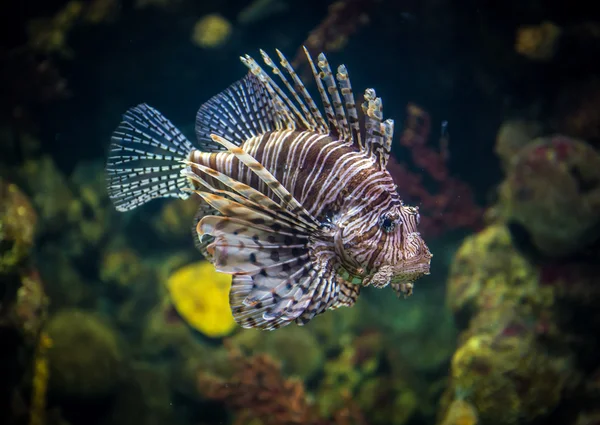 Pescado en el aqarium — Foto de Stock