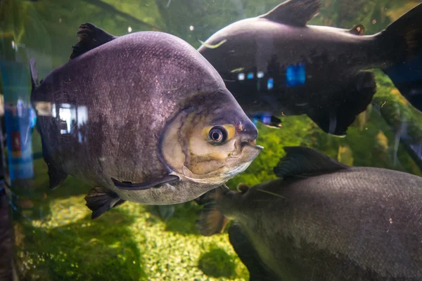 Piranha aqarium içinde — Stok fotoğraf