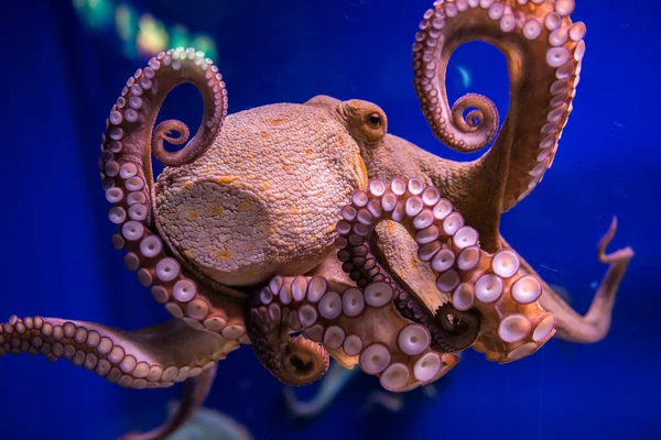 Octopus in aquarium — Stock Photo, Image