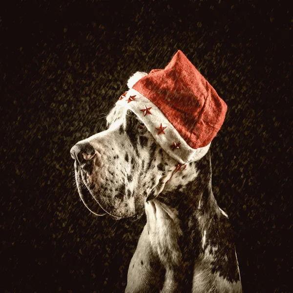 Harlequin great dane form of Santa congratulates merry Christmas — Stock Photo, Image