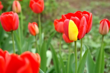 Sarı ile kırmızı lale.