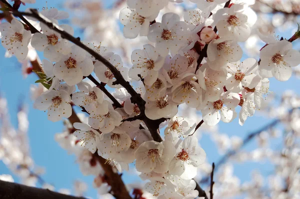 Blüten der Aprikose. — Stockfoto