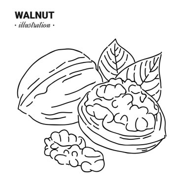 El çizimi eskiz tarzı ceviz. Bekar, grup tohumları, ceviz kabuklu ceviz. Organik fındık, vektör karalama çizimleri koleksiyonu beyaz arkaplanda izole edildi.