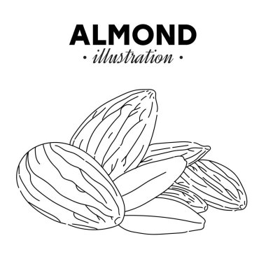 El yapımı badem. Bekar, grup tohumları, ceviz kabuklu badem. Organik fındık, vektör karalama çizimleri koleksiyonu beyaz arkaplanda izole edildi.