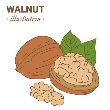 El çizimi eskiz tarzı ceviz rengi. Bekar, grup tohumları, ceviz kabuklu ceviz. Organik fındık, vektör karalama çizimleri koleksiyonu beyaz arkaplanda izole edildi.