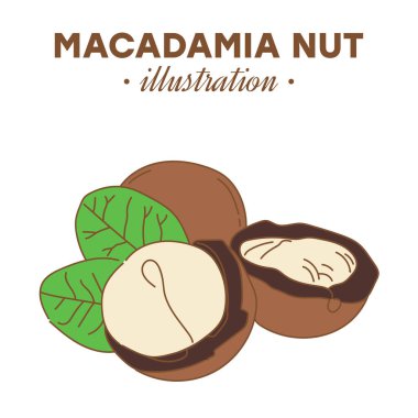 El yapımı macadamia fındığı renkli. Bekar, grup tohumları, ceviz kabuklu macadamia fındığı. Organik fındık, vektör karalama çizimleri koleksiyonu beyaz arkaplanda izole edildi.