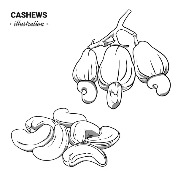 Handgezeichnetes Skizzenset Cashew Stil Einzel Gruppensaaten Cashew Nussschalen Gruppe Organische — Stockvektor