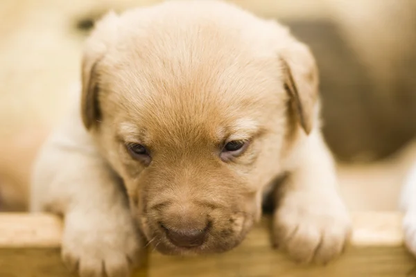 Roztomilý labrador puppys — Stock fotografie