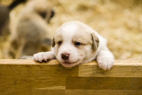 Słodkie szczeniaki labrador — Zdjęcie stockowe