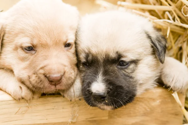 Cute labrador puppys — Stock Photo, Image