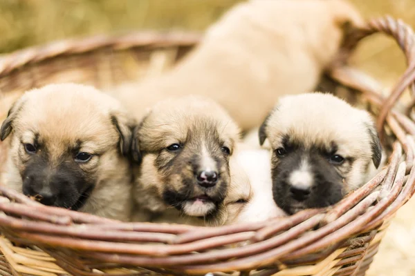 Cute labrador puppys — Stock Photo, Image