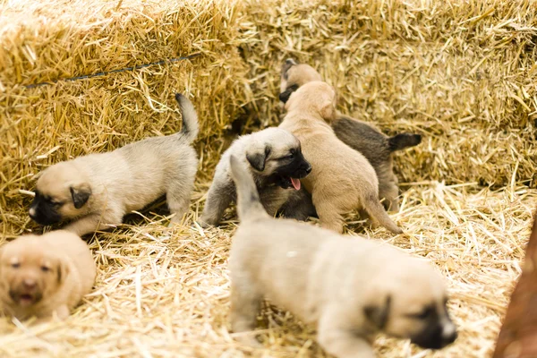 Cute labrador puppys — Stock Photo, Image