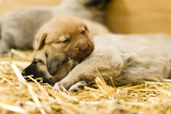 Cute labrador puppys — Stock Photo, Image