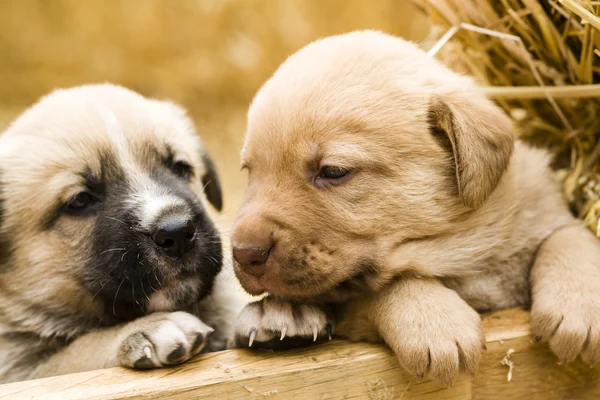 Cute labrador puppys — Stock Photo, Image