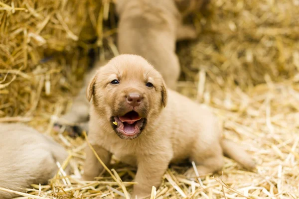 Aranyos labrador kiskutya Jogdíjmentes Stock Képek