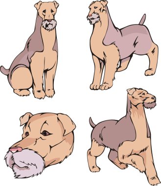 Airedale Terrier köpekleri