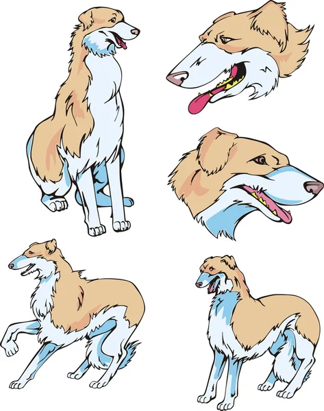 Borzoi hundar — Stock vektor