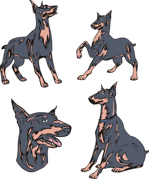 Dobermann Pinscher honden — Stockvector