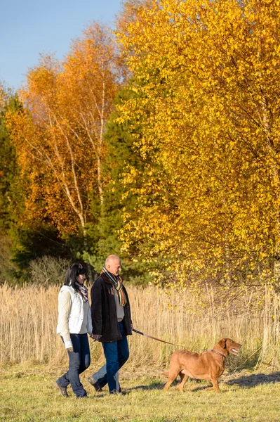 Paar geht Hund in sonniger Herbstlandschaft spazieren lizenzfreie Stockbilder