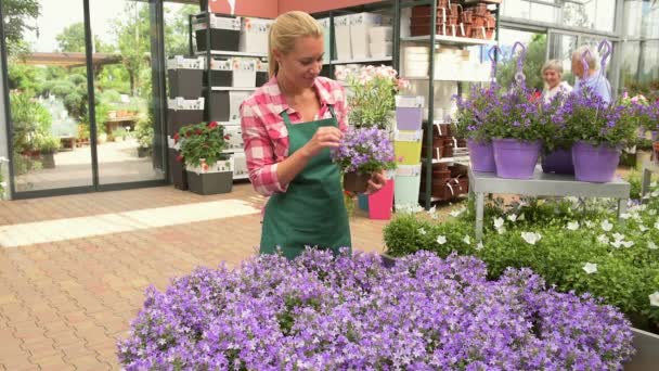 Κέντρο κήπων εργαζόμενος είδος μοβ λουλούδια — Αρχείο Βίντεο