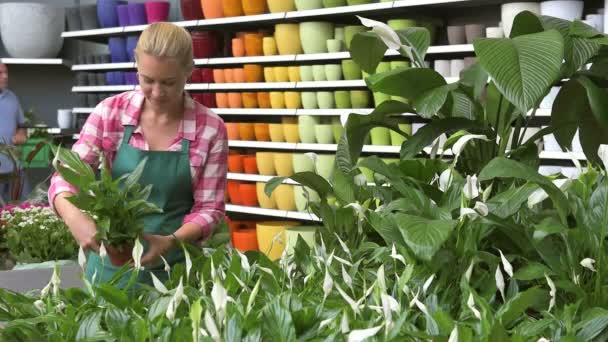 Gartencenter-Mitarbeiterin sortiert Grünpflanzen — Stockvideo