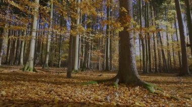 Sonbahar ormanda düşen yaprakları