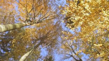 Sonbahar güneşli ağaçlar