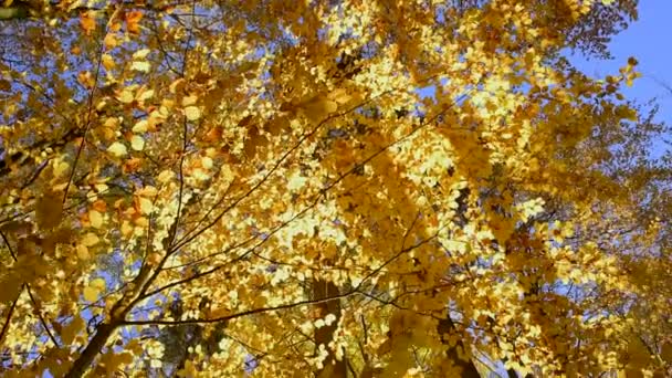 Rayos de sol en hojas de otoño — Vídeo de stock