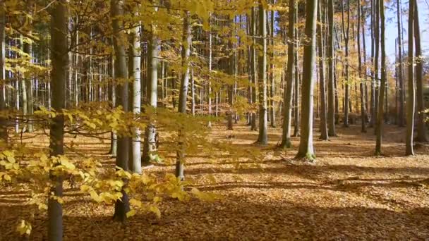 Podzimní krajina s padající listí — Stock video