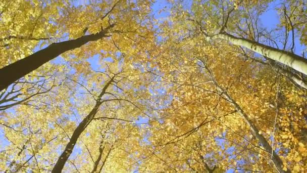Золотая солнечная осень в парке — стоковое видео