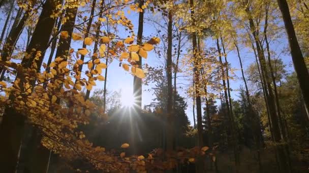 Rayos solares en el bosque de hojas de otoño — Vídeo de stock