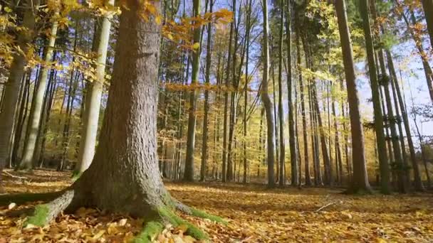 Otoño naturaleza viento soplando hojas — Vídeo de stock