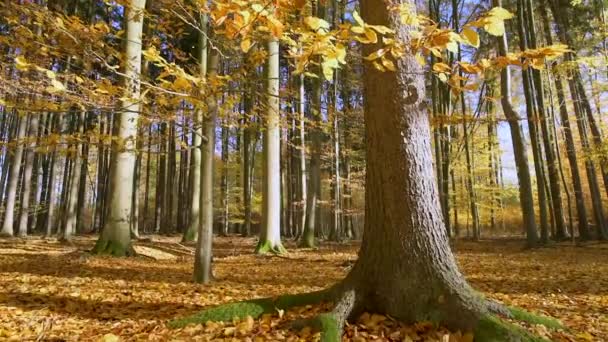 Bosque en otoño soleado — Vídeo de stock