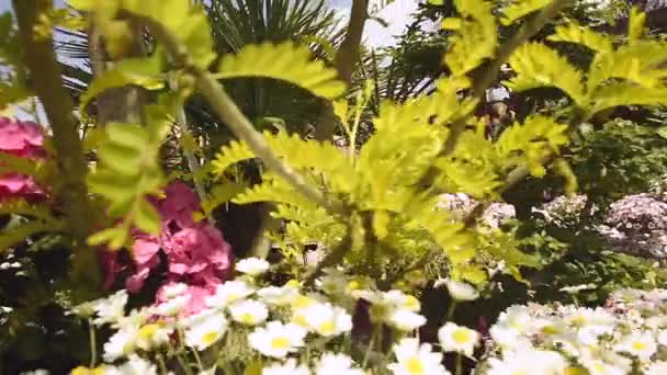 Frau im Blumenladen — Stockvideo